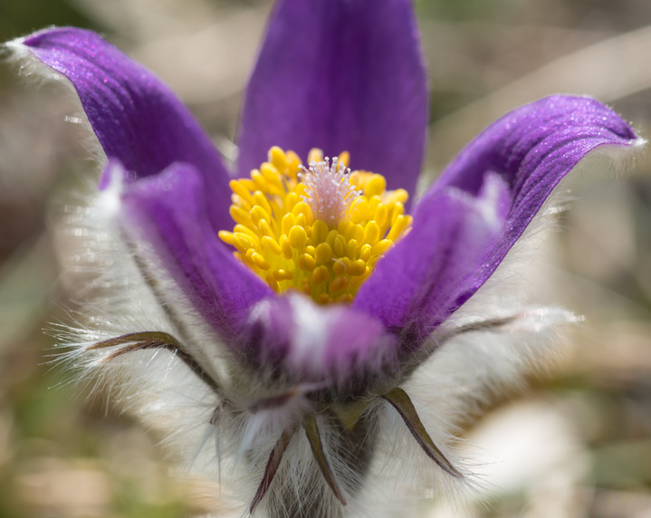 Pulsatilla vulgaris (pasque flower, pasqueflower, common pasque flower, Dane's blood)