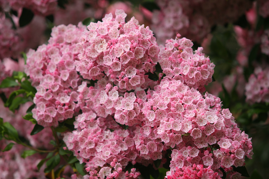 mountain laurel