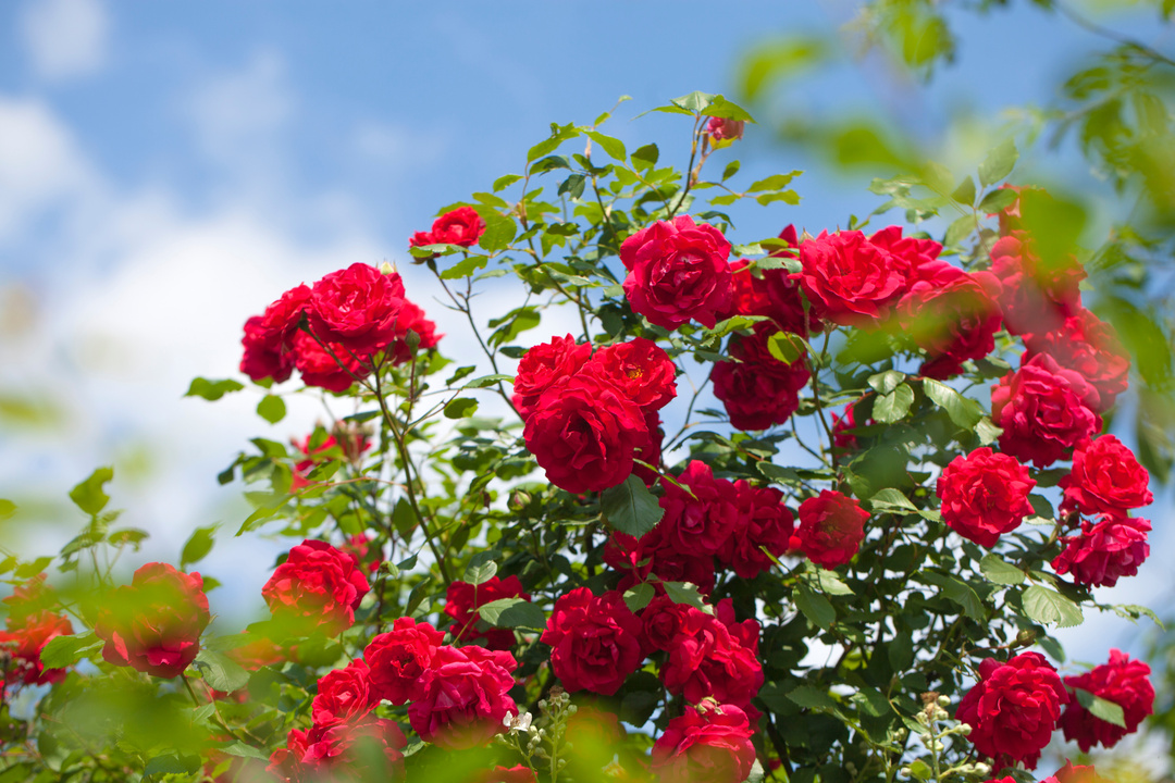 Wild red rose bush