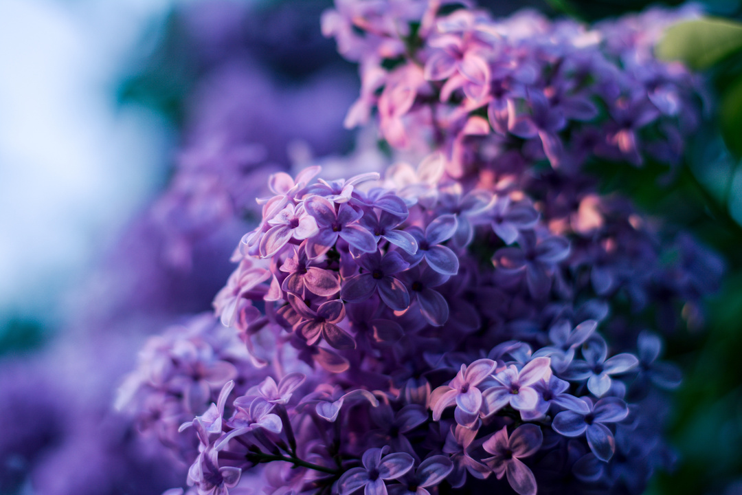 Purple Lilac Flowers