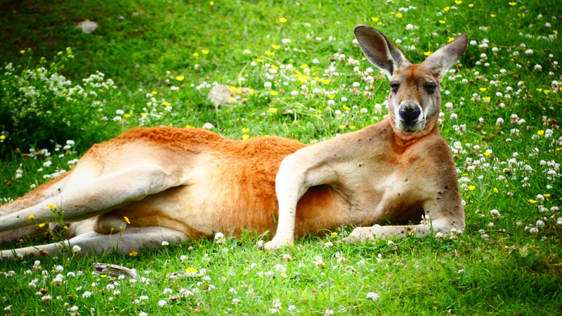 Red kangaroo