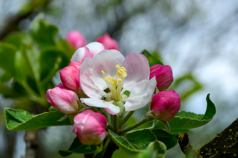 Apple blossom