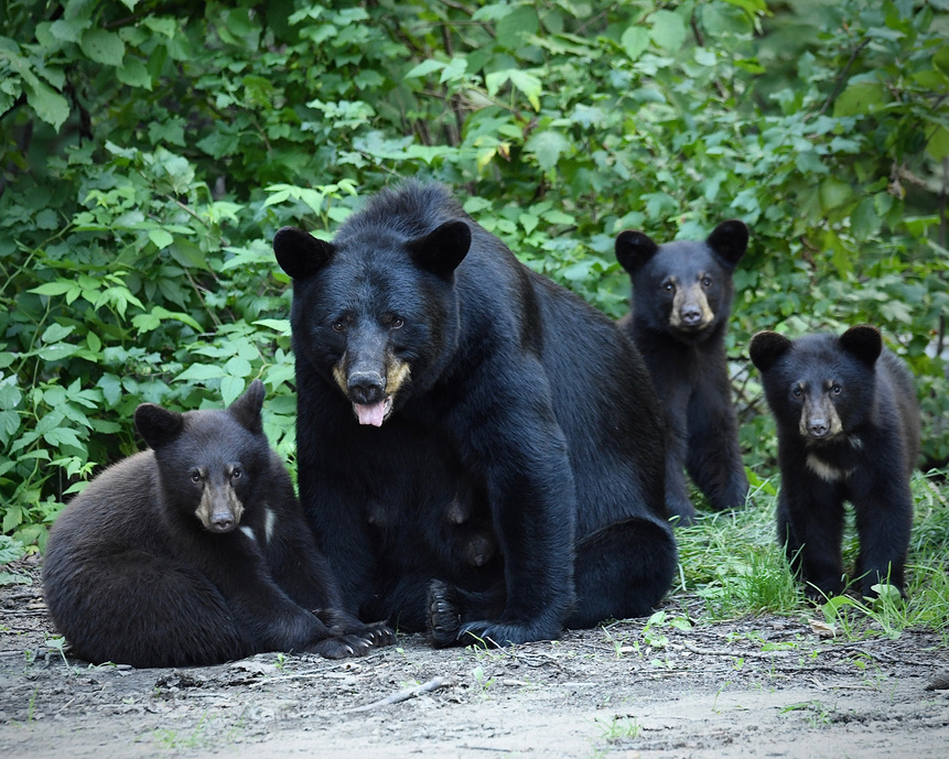 Herd of Black Bears in the Wild