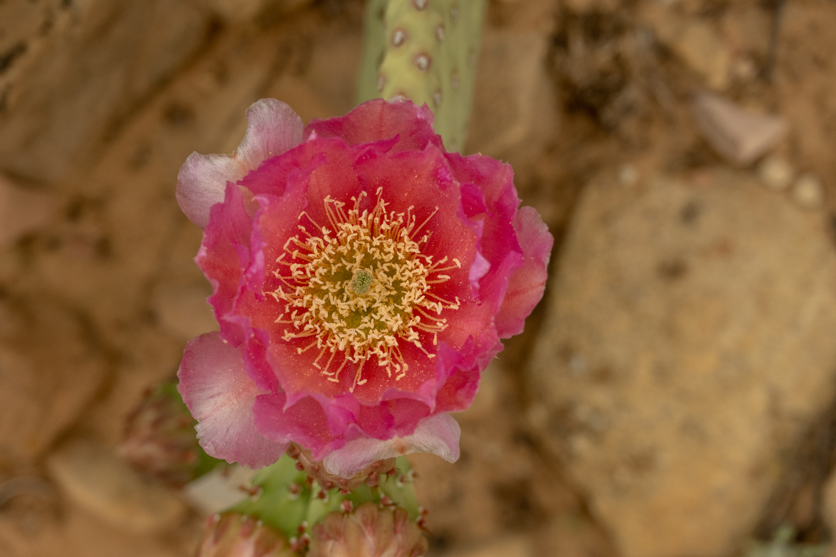 Pink Beavertail Cactus Blossom Blooms in Zion