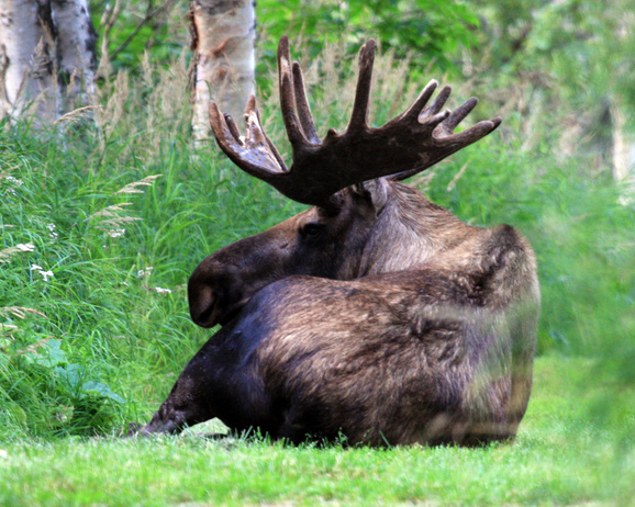 Alaskan Moose