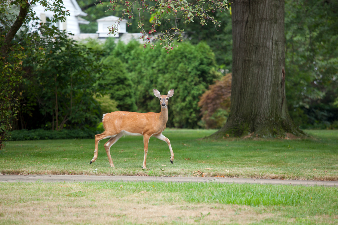 White-tailed deer