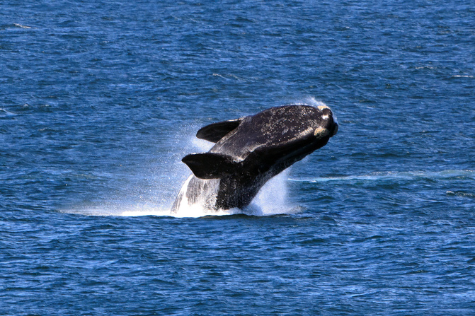 Southern Right Whale