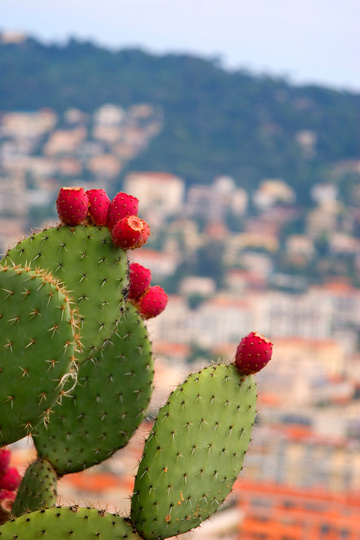 Prickly pear cactus