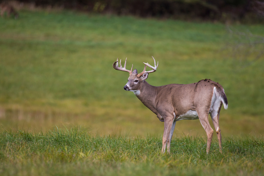 white tail deer