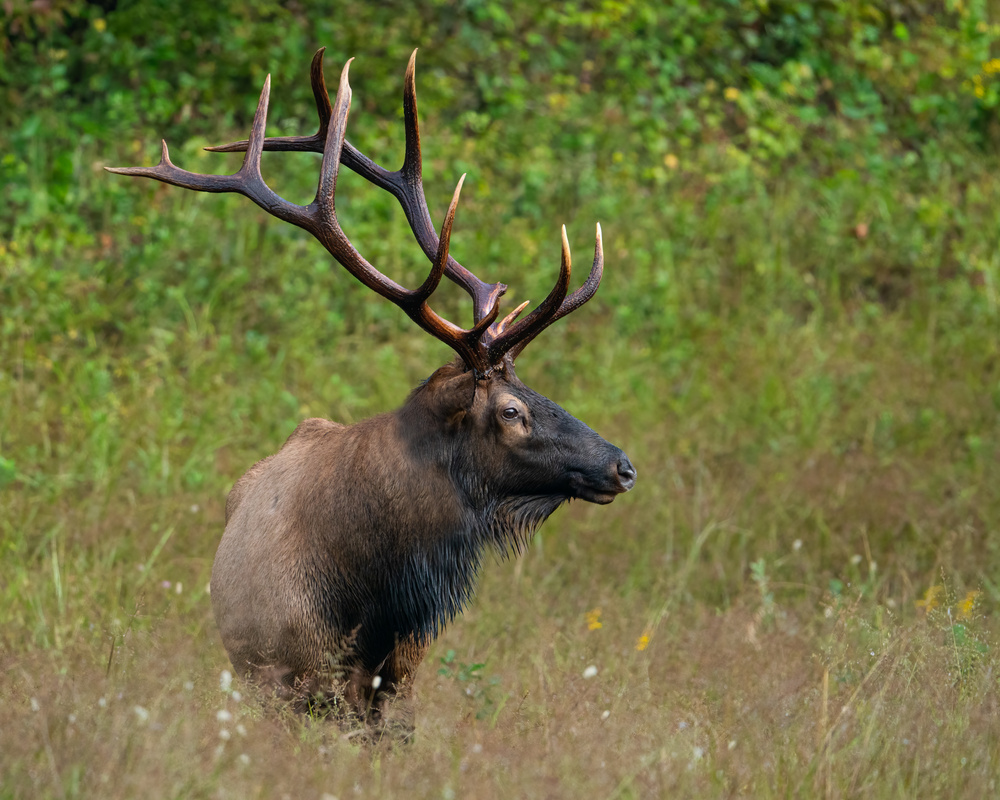 Rocky Mountain Elk