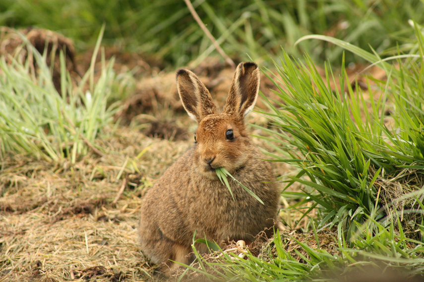 mountain hare