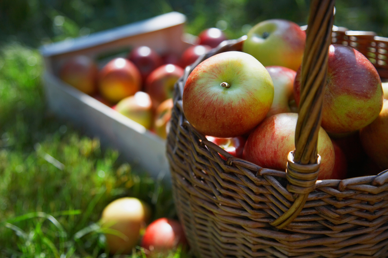 Basket and crate of apples on grass