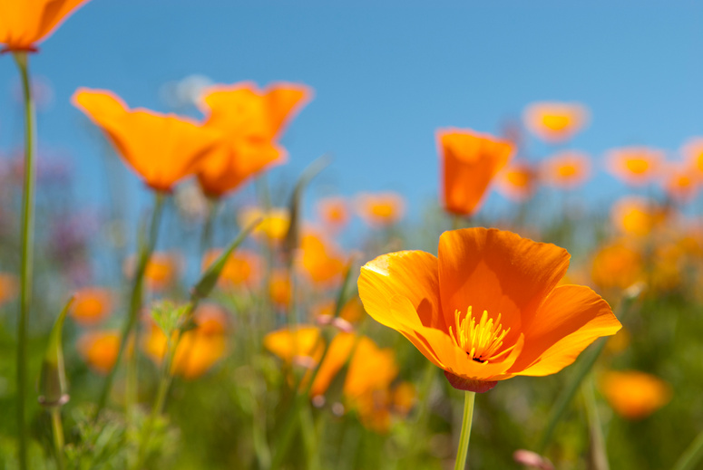 California Poppy Field