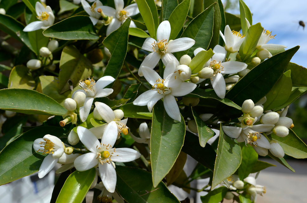 White orange blossom. Mandarin tree blooming.