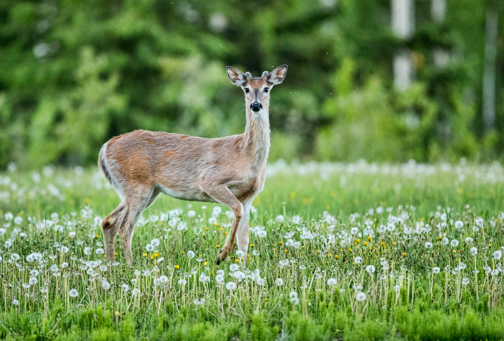 White-tailed Deer