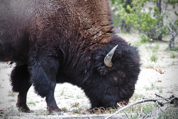 American Bison