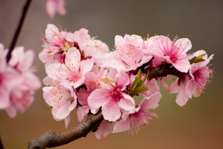 Peach blossoms