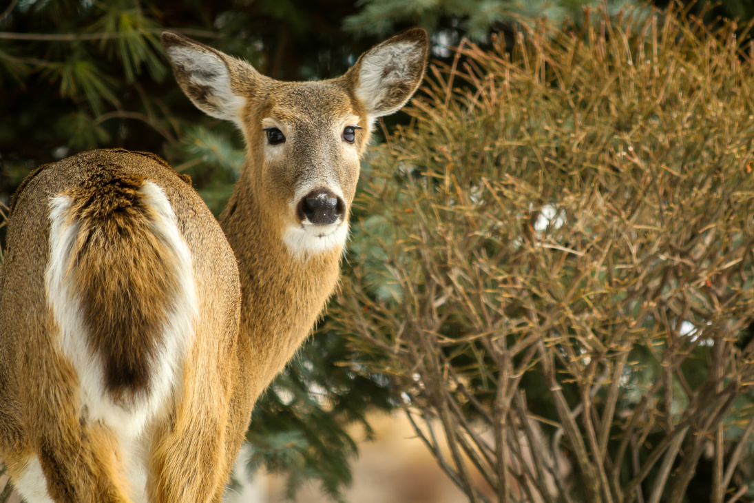 White tailed Deer