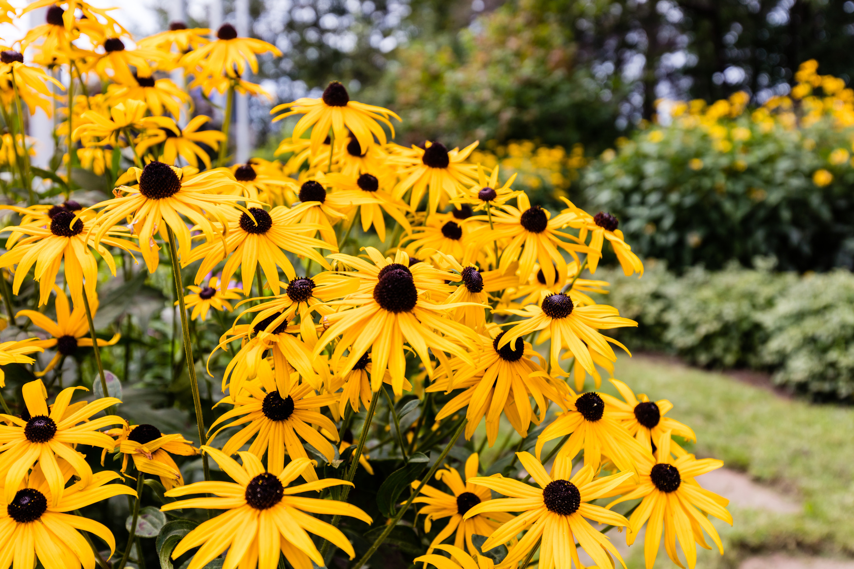 Black eyed Susan's.