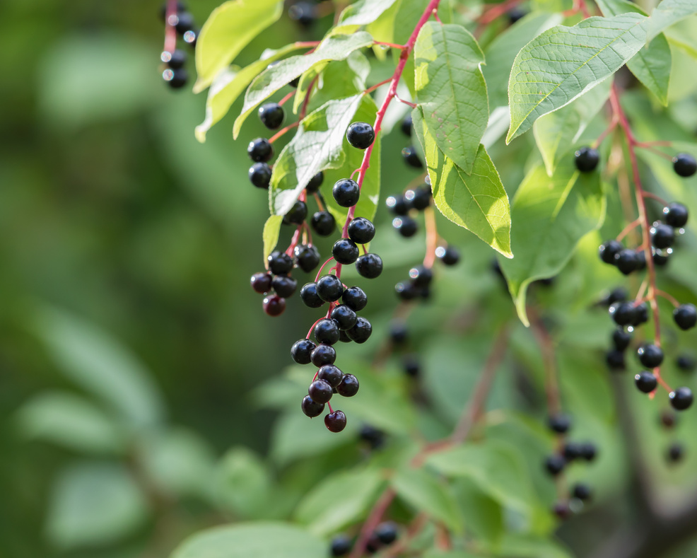 Chokecherry Tree Berries