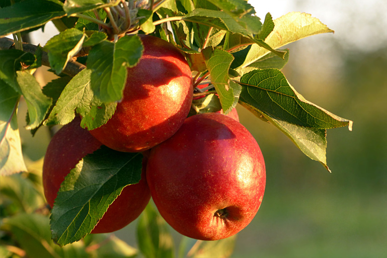 Red Apples on a Tree