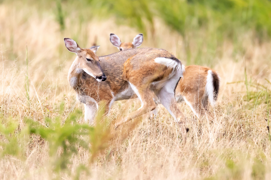 White-tailed deer