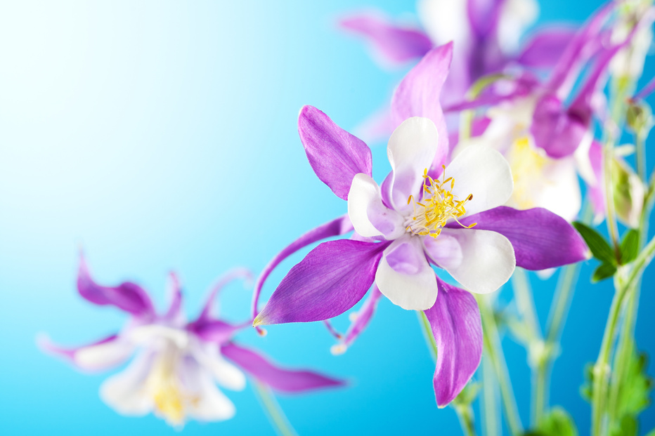 Rocky Mountain Columbine Flower