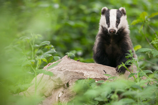 European badger (Meles meles)