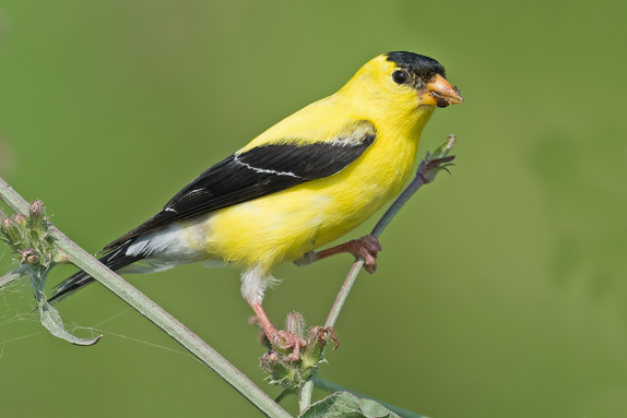 American Goldfinch