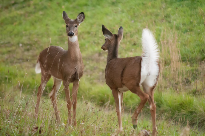 White-tailed Deer