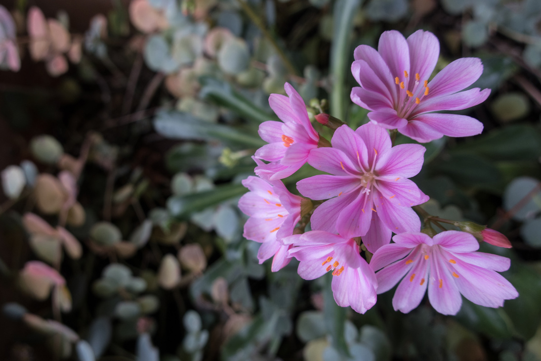 Pink Flower of Lewisia Cotyledon - Bitterroot in Autumn