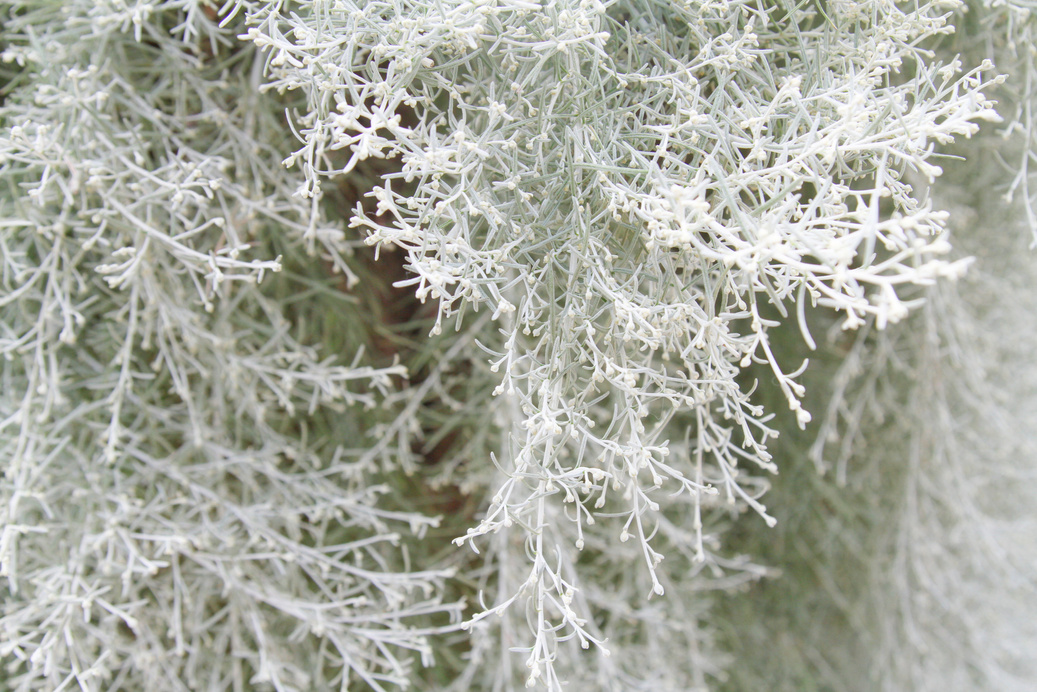 sagebush close up