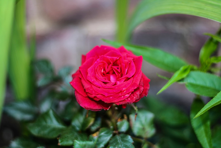 An Oklahoma Rose (Rosa Oklahoma)