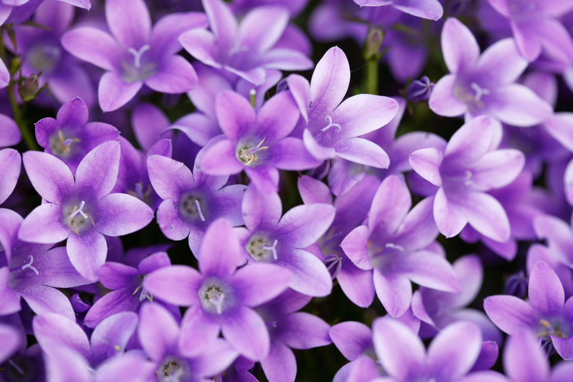 Violet Flowers