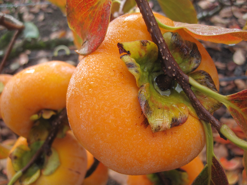 Close-Up of Persimmons