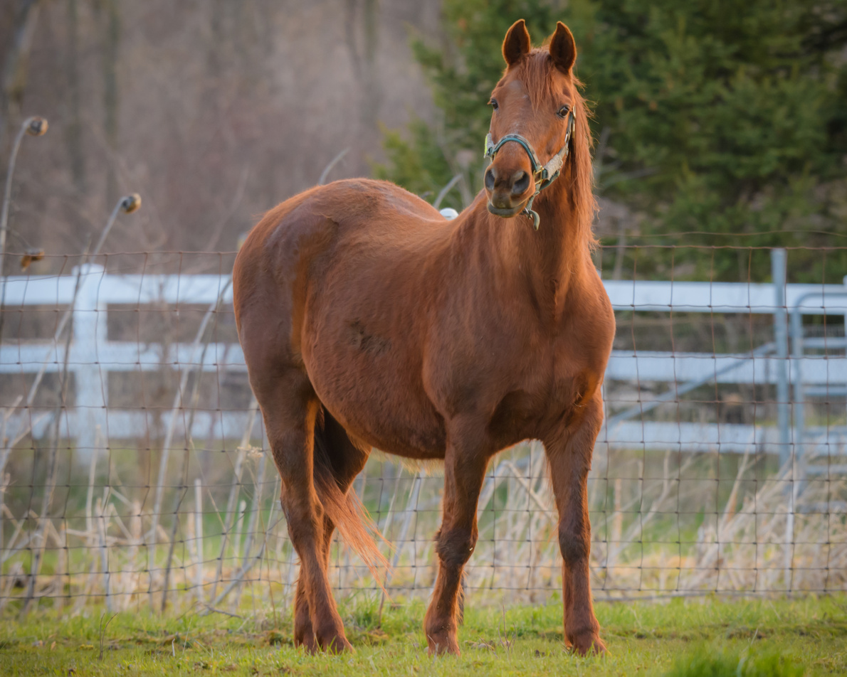 Morgan horse standing out in the farm pasture posing for a picture