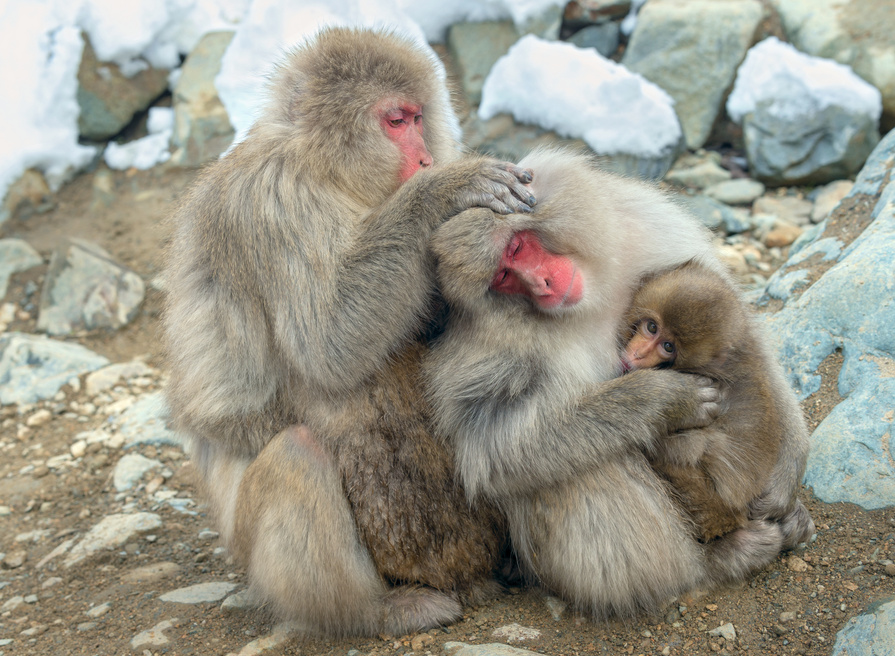 Family of Japanese macaques.