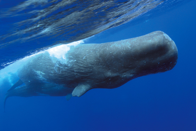 Sperm whale (Physeter macrocephalus).