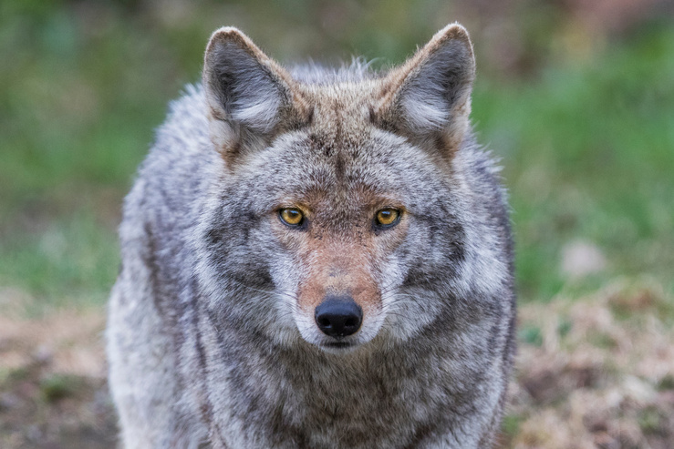 coyote portrait