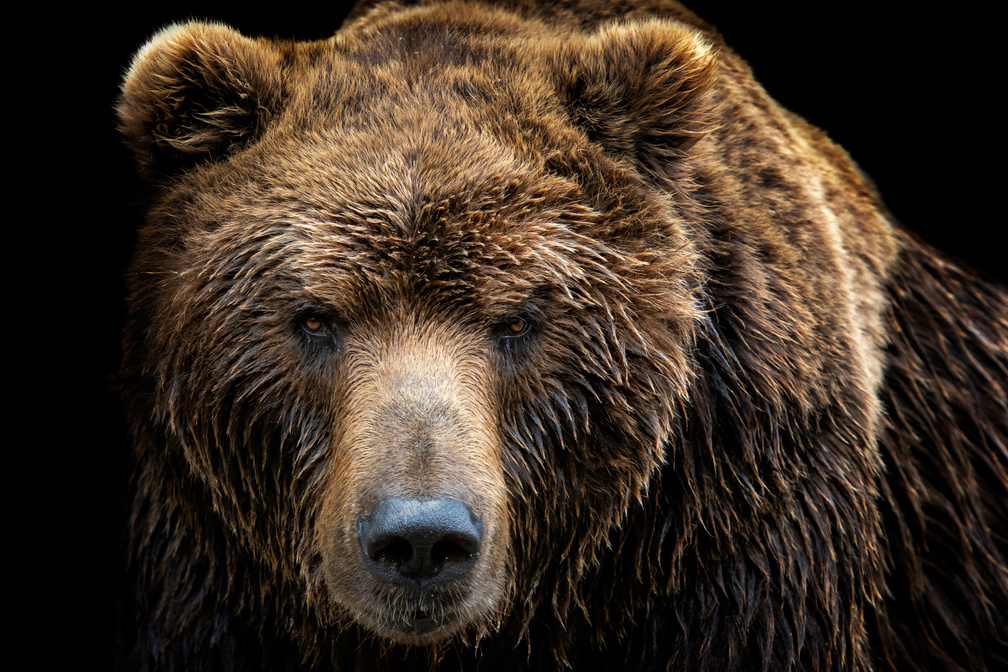 Grizzly Bear on a Black Background 