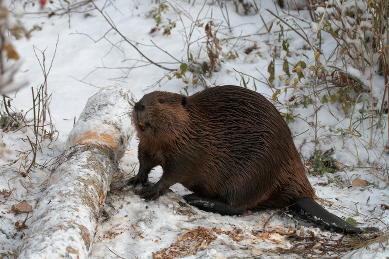 Beaver