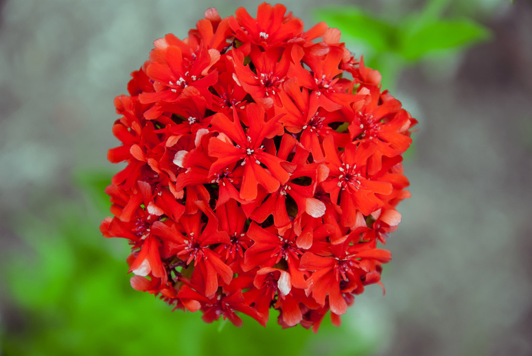 Scarlet carnation in the garden