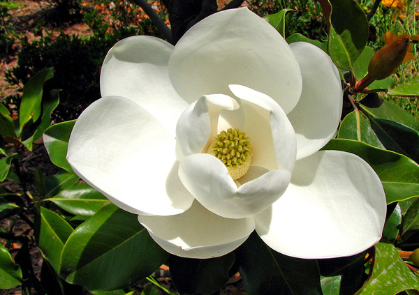 White Magnolia Flower