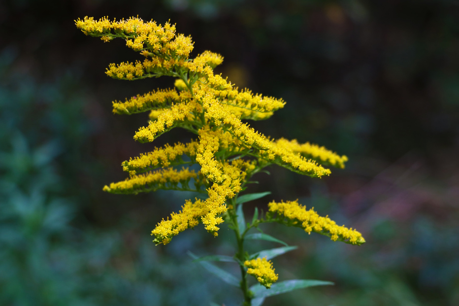 Solidago gigantea - Goldenrod, tall goldenrod, giant goldenrod - invasive species.