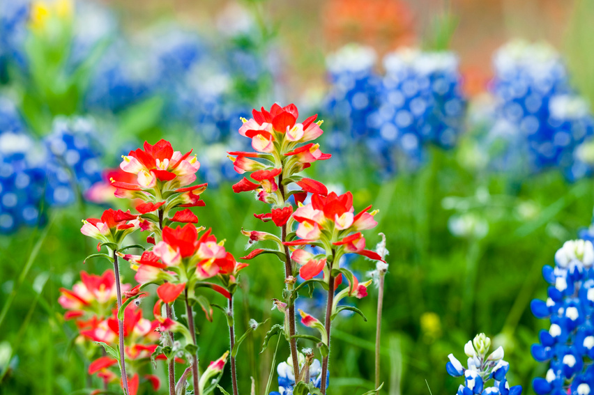 Indian Paintbrush